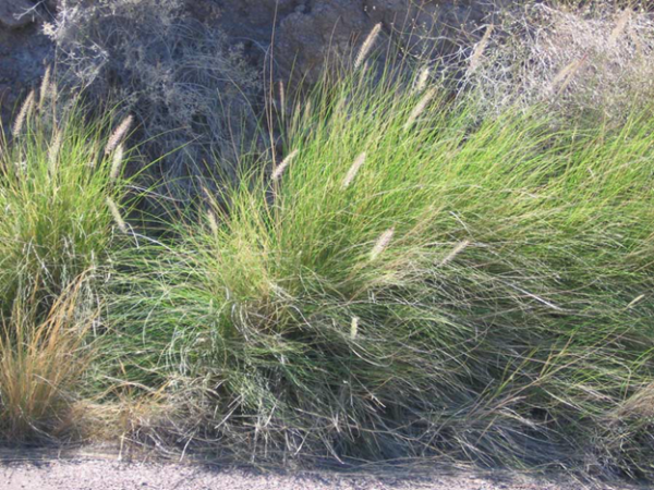 Fountain Grass – SWVMA