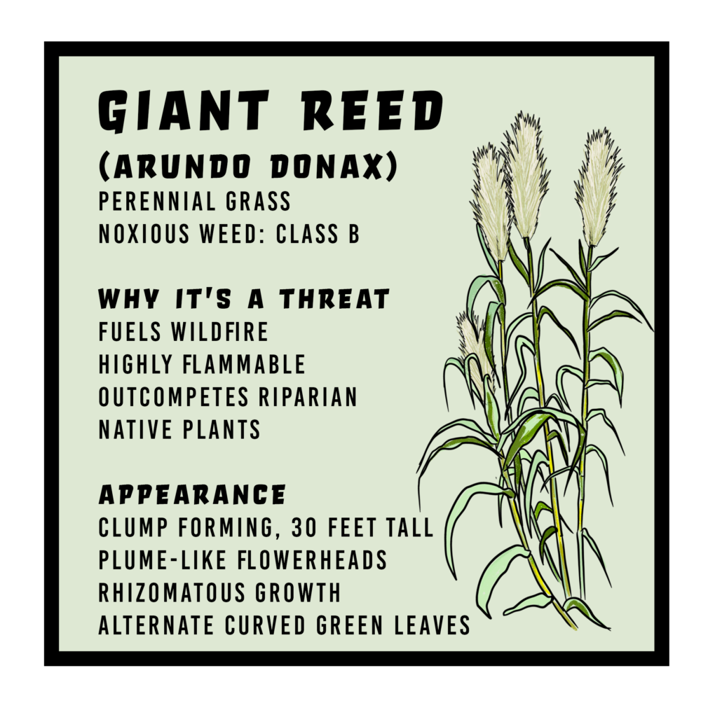 Giant Reed Swvma